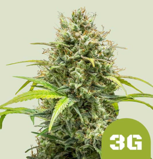 Dichte, harzige Blüten der Sorte Auto Triple G mit leuchtend grünen Zuckerblättern.