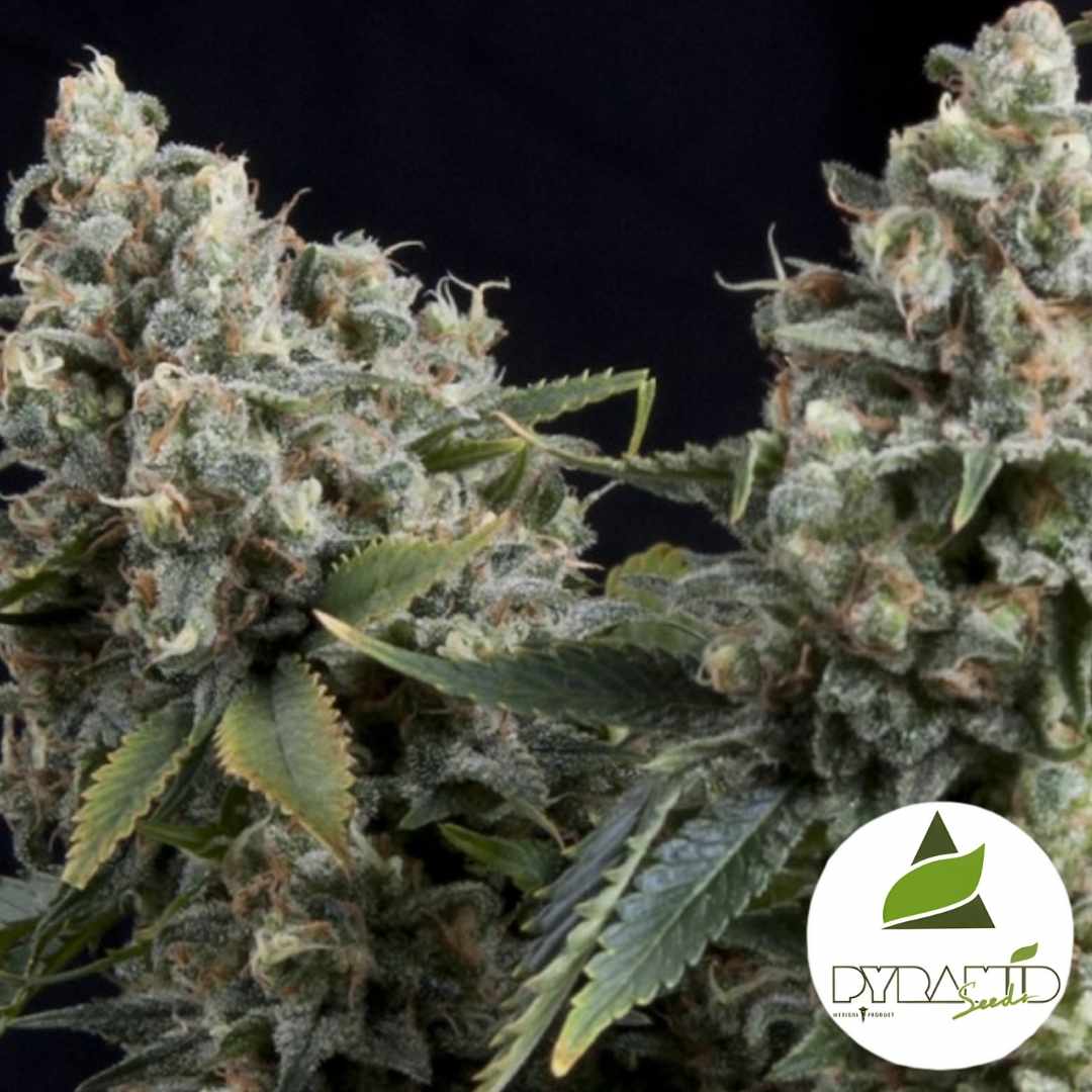 Harzige Auto Tutankhamun Blüten mit dichten, frostigen Trichomen und kompakten Buds