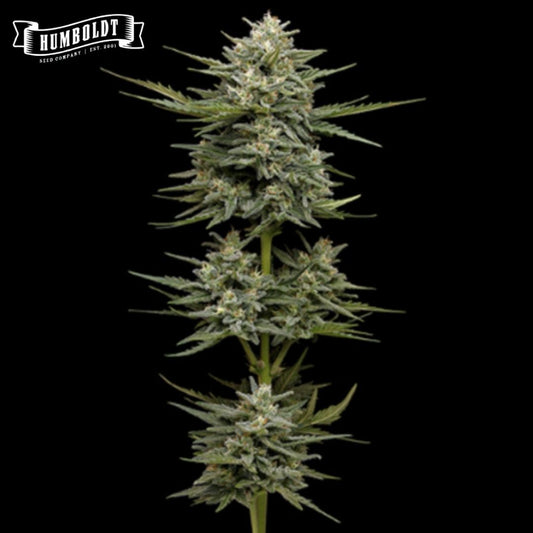 Auto Vanilla Latte Cannabispflanze mit dichten, harzigen Blüten und schmalen grünen Blättern