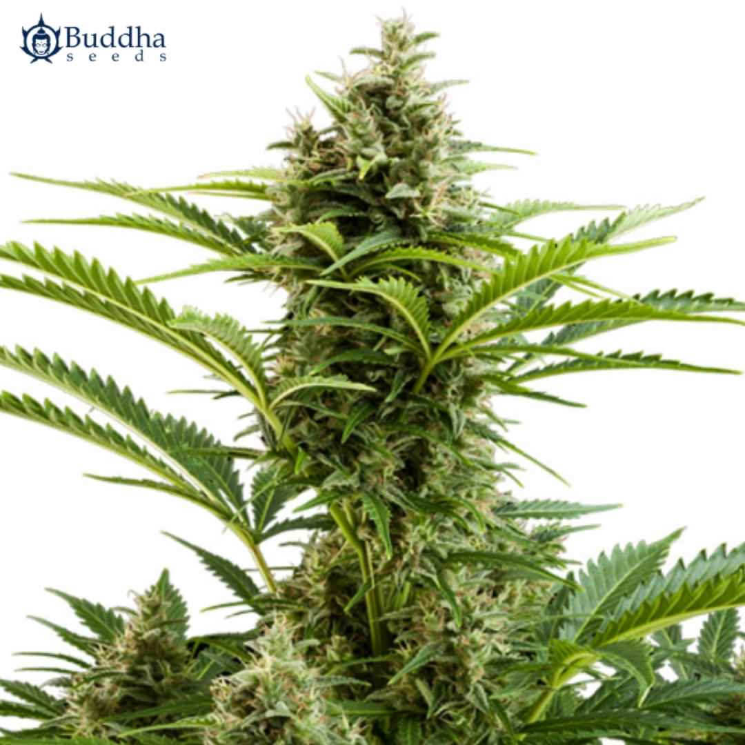 Auto Vesta Cannabispflanze mit großer harziger Hauptblüte und schmalen grünen Blättern