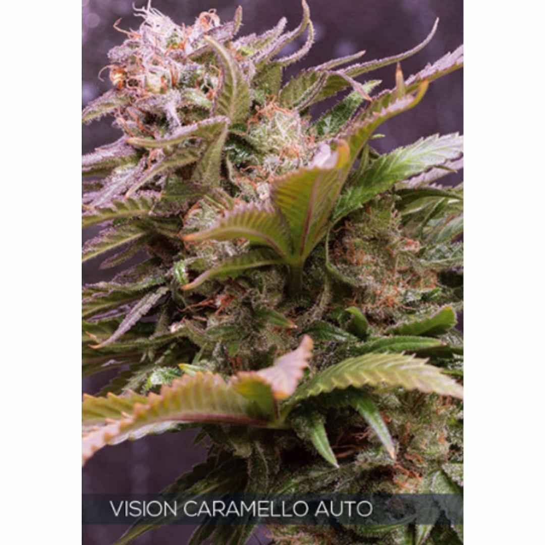 Auto Vision Caramello von Vision Seeds mit kompakter, harziger Cannabisblüte und violett-grünen Zuckerblättern.