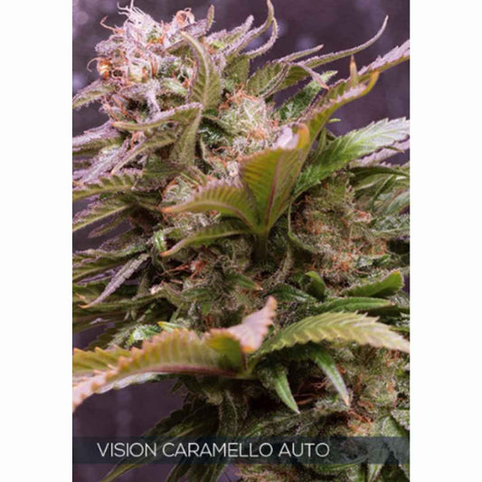 Auto Vision Caramello von Vision Seeds mit kompakter, harziger Cannabisblüte und violett-grünen Zuckerblättern.