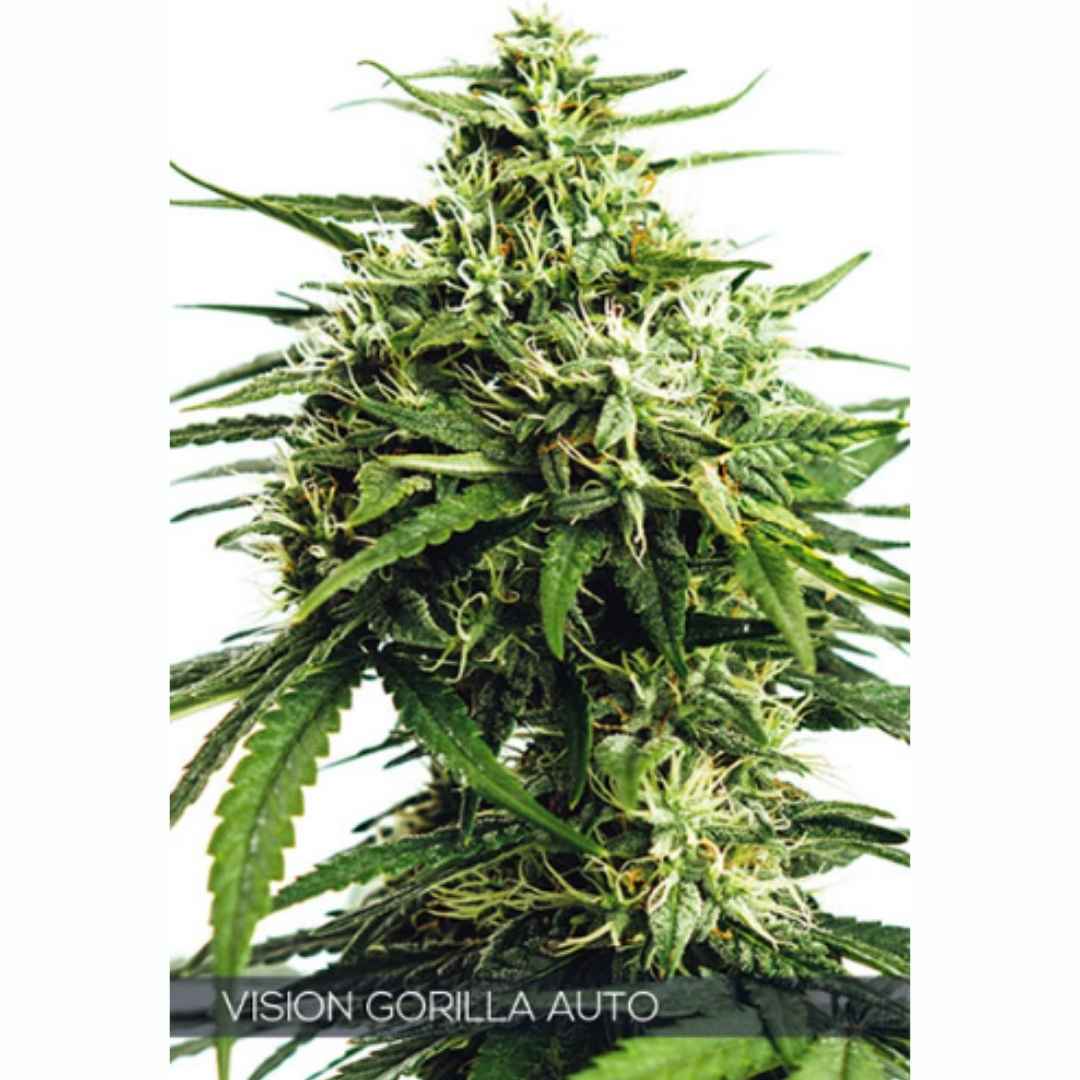 Auto Vision Gorilla von Vision Seeds mit kompakter, harziger Cannabisblüte und dichten grünen Zuckerblättern.