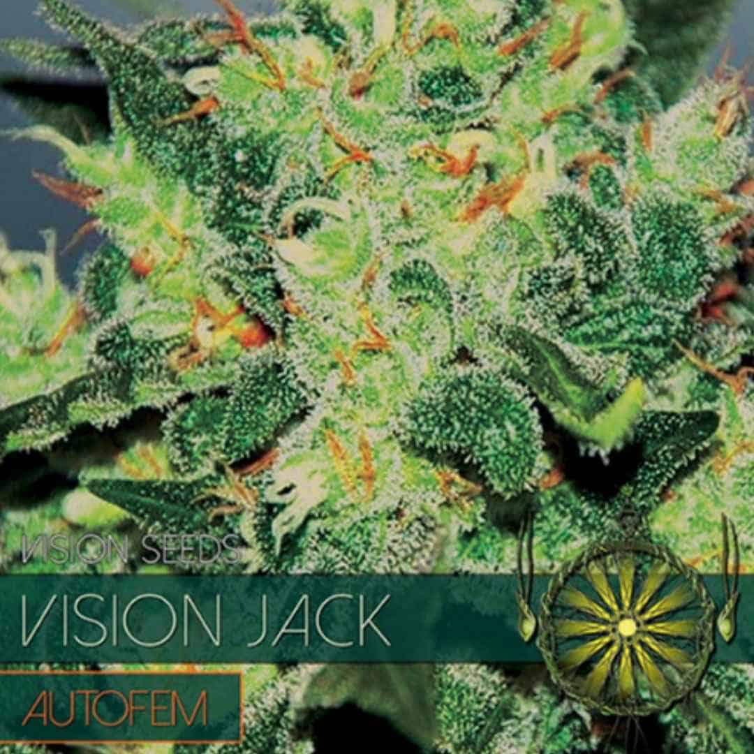 Auto Vision Jack von Vision Seeds mit kompakter harziger Cannabisblüte und orangefarbenen Blütenfäden.