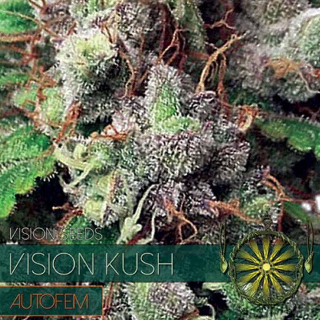 Auto Vision Kush von Vision Seeds mit dichter harziger Cannabisblüte und kräftigen grünen Zuckerblättern.