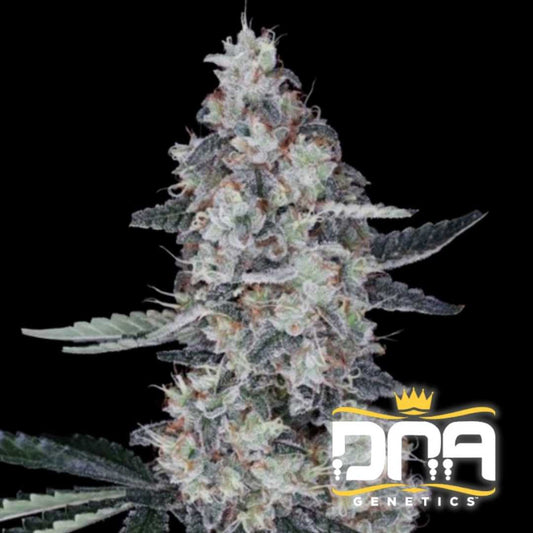 Dicht bewachsener Auto Watermelon Man Bud mit dicker Harzschicht und orangefarbenen Blütenhaaren.