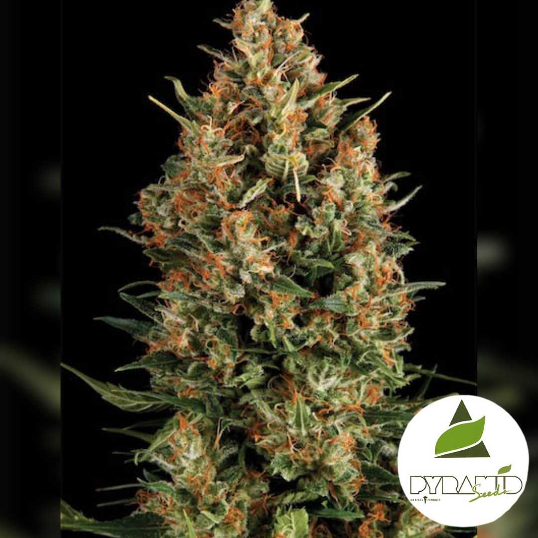 Auto Wembley Blüte mit dichten harzigen Buds, orangefarbenen Härchen und kräftig grünen Blättern.