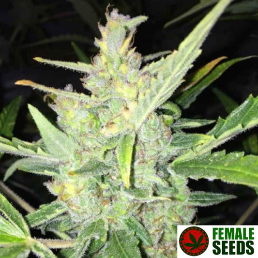 Harzige Blüte der Auto White Widow x Big Bud mit dichten Buds, vielen Trichomen und kräftigen Zuckerblättern