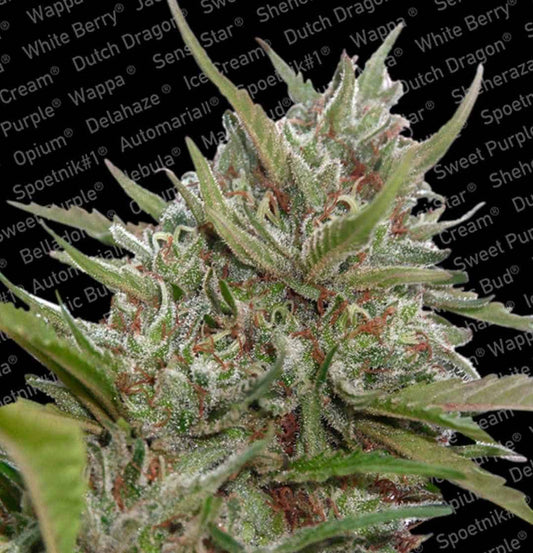 Harzige Auto White Berry Blüte mit rötlichen Blütenstempeln vor schwarzem Sortennamen-Hintergrund.