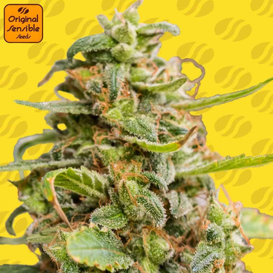 White Crystal Meth Auto Blüte mit dichten Buds, vielen Trichomen und orangefarbenen Stempeln in Nahaufnahme