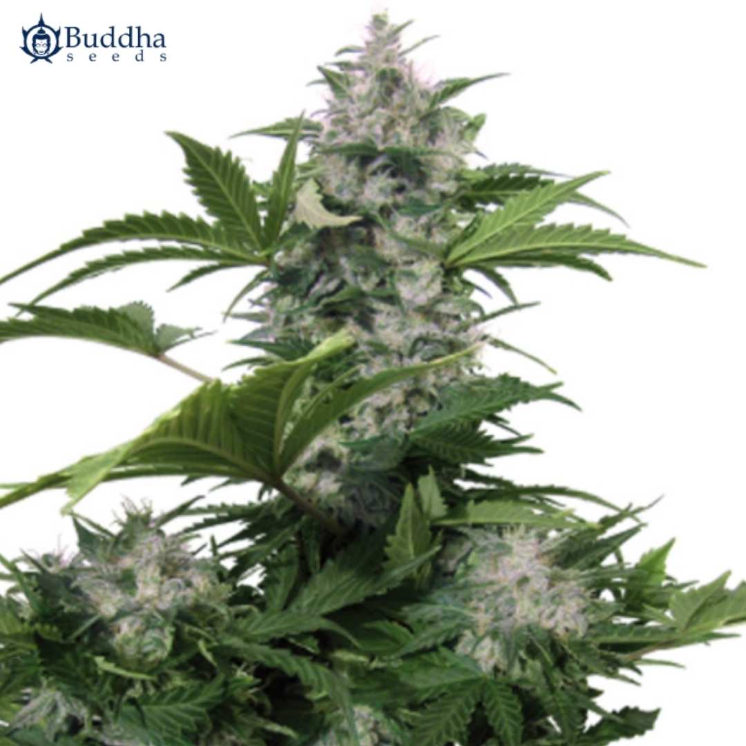 Auto White Dwarf Cannabispflanze mit dichter Hauptblüte, harzigen Buds und grünen Blättern