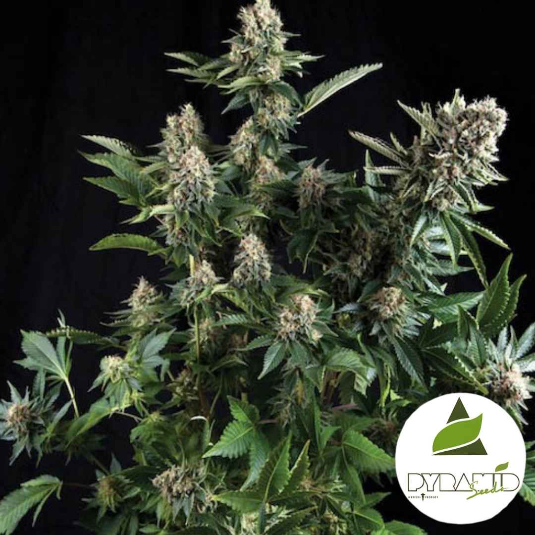 Auto White Widow CBD Pflanze mit dichten, harzigen Blüten und kräftigen grünen Blättern