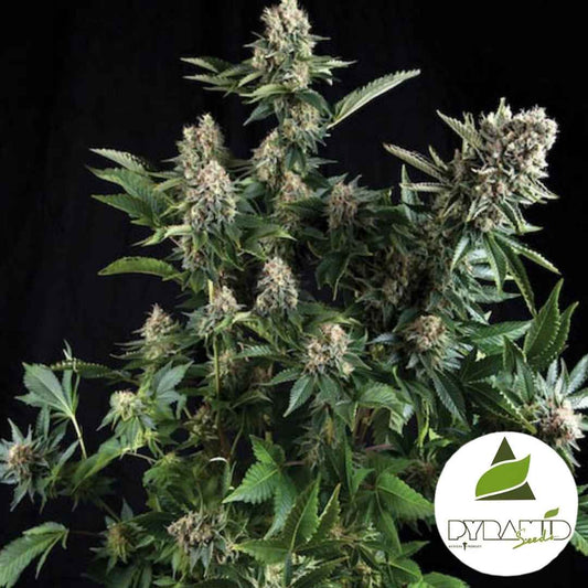 Auto White Widow CBD Pflanze mit dichten, harzigen Blüten und kräftigen grünen Blättern