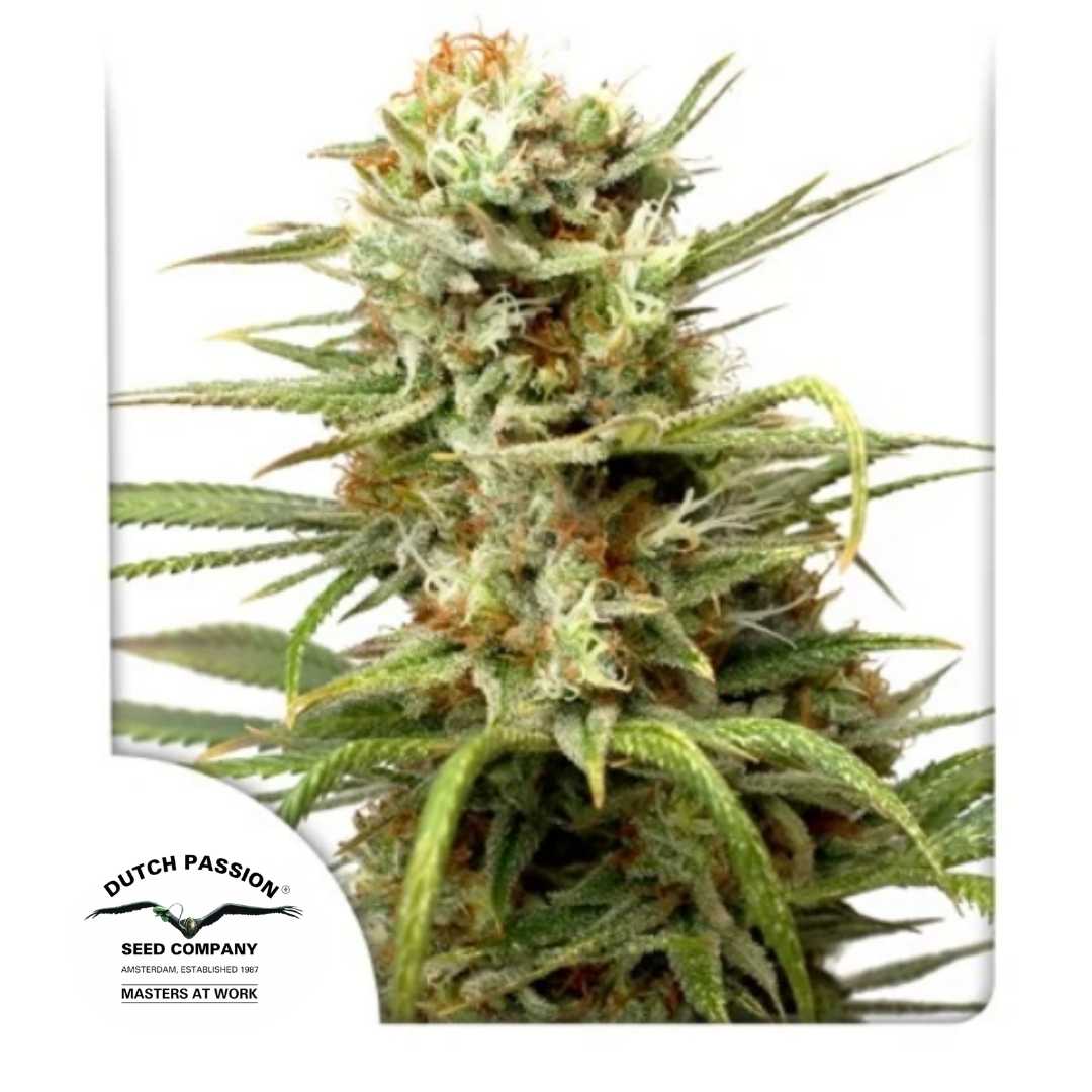 Auto White Widow Blüte mit harzigen Buds, orangen Blütenhaaren und dichten Trichomen von Dutch Passion