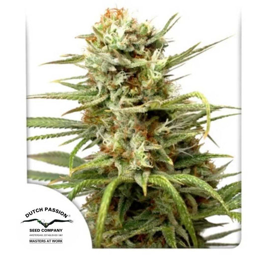 Auto White Widow Blüte mit harzigen Buds, orangen Blütenhaaren und dichten Trichomen von Dutch Passion