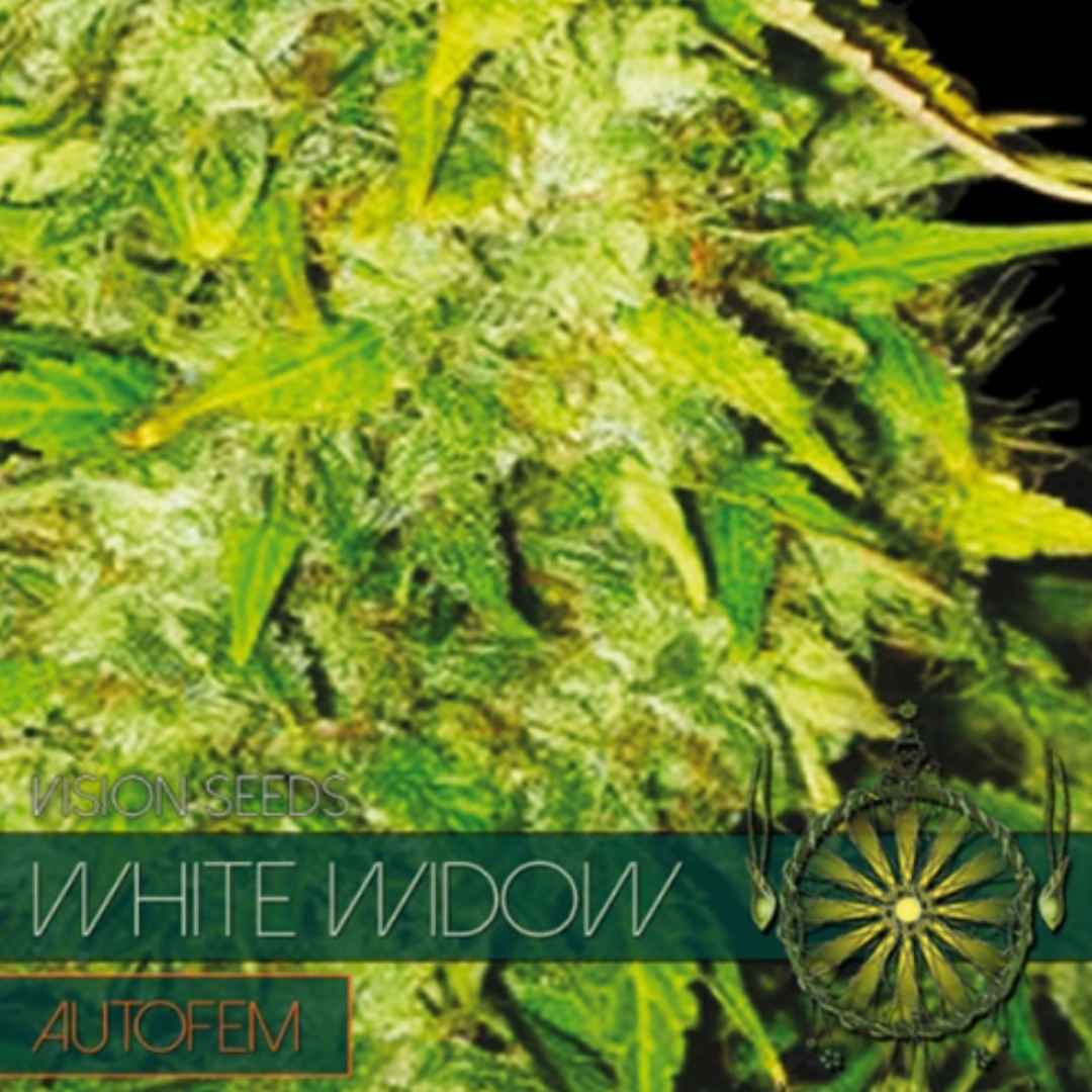 Auto White Widow von Vision Seeds mit kompakter heller Cannabisblüte und dichter Trichomschicht.