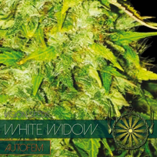 Auto White Widow von Vision Seeds mit kompakter heller Cannabisblüte und dichter Trichomschicht.
