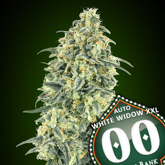 Harzige Hauptcola der Sorte Auto White Widow XXL mit dichten Buds, weißen Kristallen und orangefarbenen Blütenstempeln.
