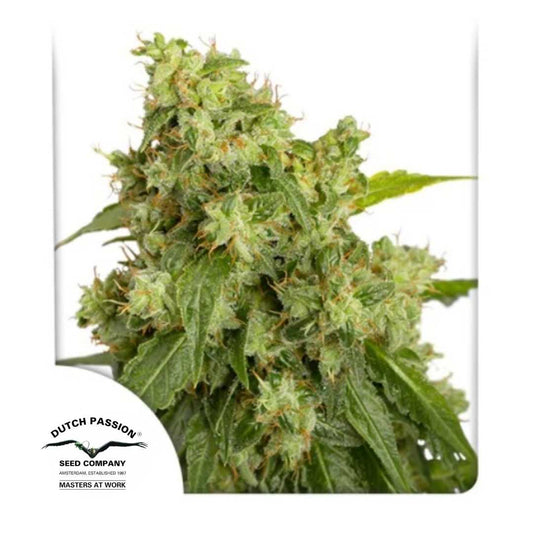 Auto Xtreme Haze Blüte mit dichten harzigen Buds und orangefarbenen Blütenhaaren von Dutch Passion