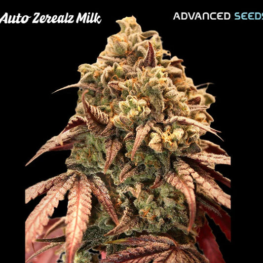 Auto Zerealz Milk mit dichten, harzigen Buds, violett-grünen Blättern und orangen Stigmen auf dunklem Hintergrund.