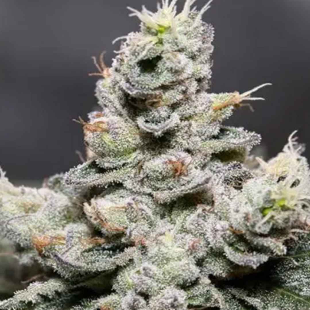 Auto Zkittlez von Vision Seeds mit dichter harziger Cannabisblüte und kräftigen Zuckerblättern.