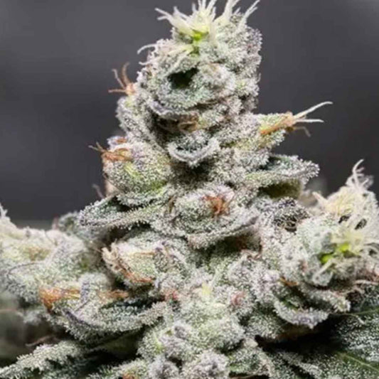 Auto Zkittlez von Vision Seeds mit dichter harziger Cannabisblüte und kräftigen Zuckerblättern.