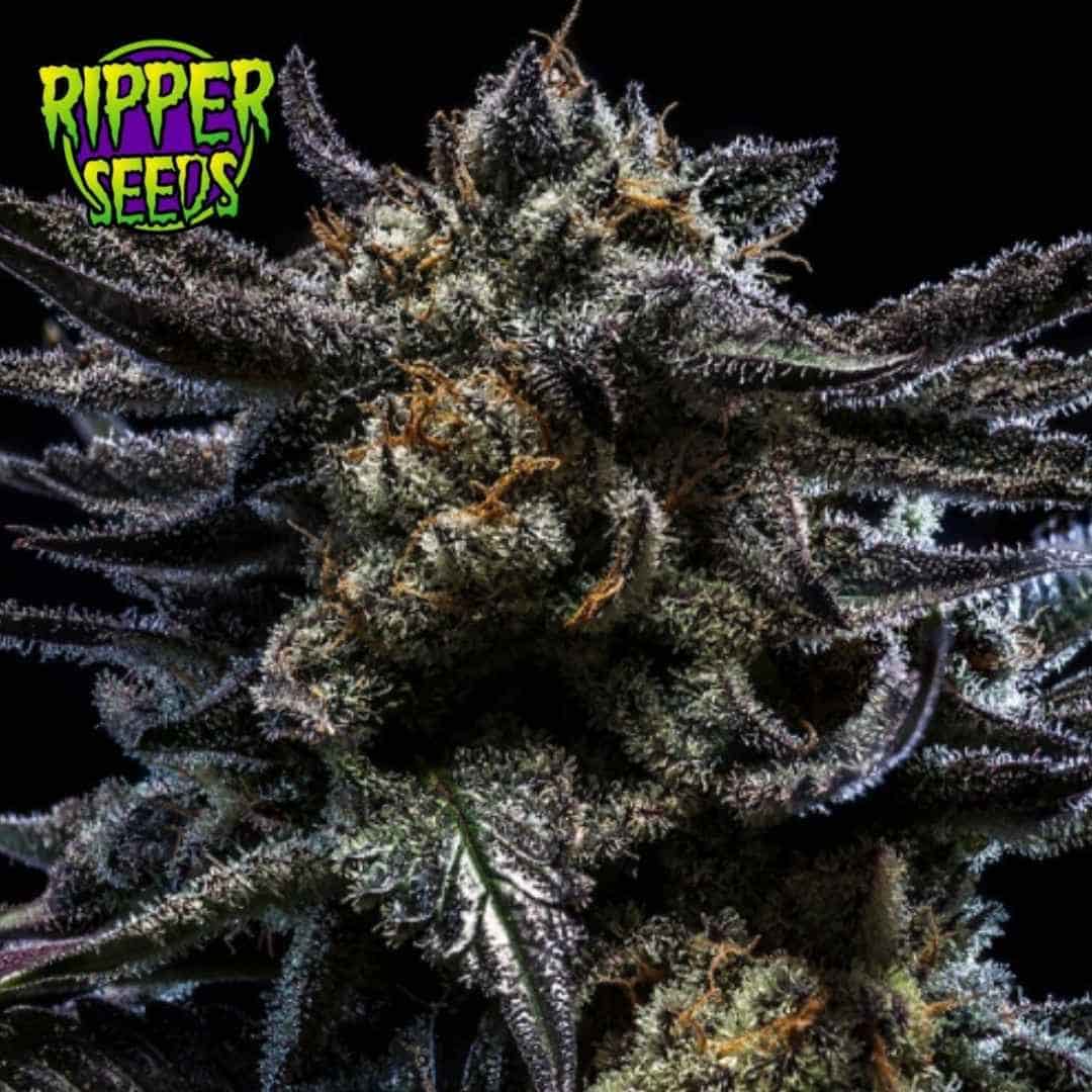 Auto Zombie Kush Blüte mit dunklen violetten Zuckerblättern, dichten Trichomen und orangefarbenen Stempeln