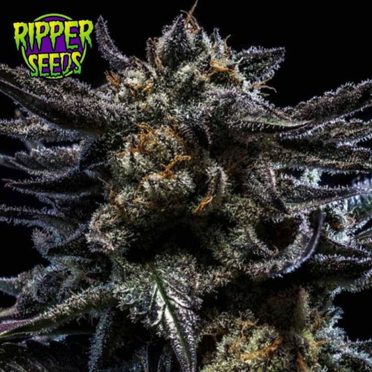 Auto Zombie Kush Blüte mit dunklen violetten Zuckerblättern, dichten Trichomen und orangefarbenen Stempeln