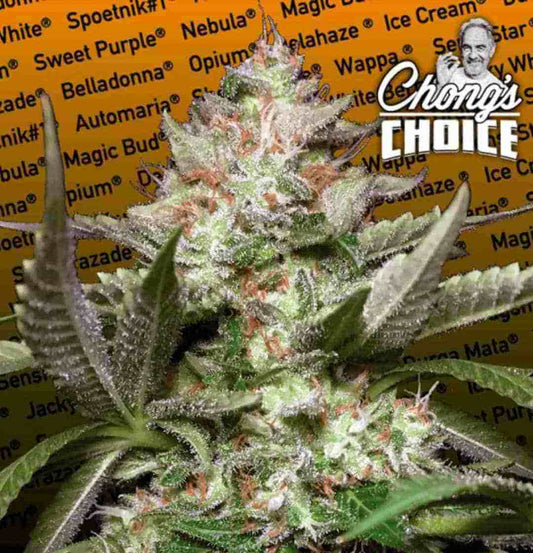 Harzige Auto Kong 4 Blüte mit lilafarbenen Sugar Leaves vor orangem Hintergrund mit Strain-Namen