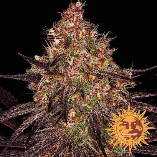 Ayahuasca Purple Bud mit dichten Harzschichten und tiefvioletten Blättern