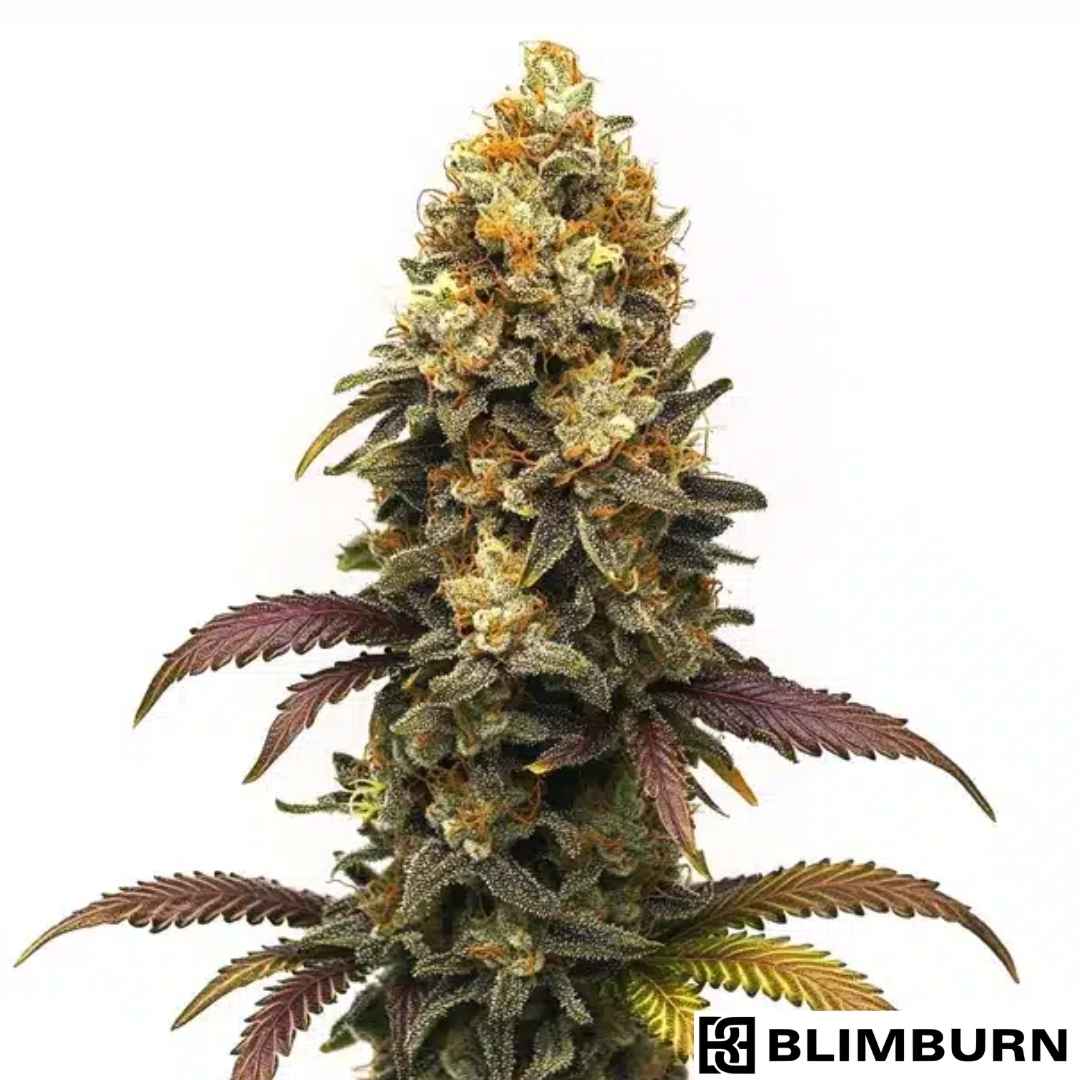 BC Diesel (Blimburn Seeds) Feminisiert