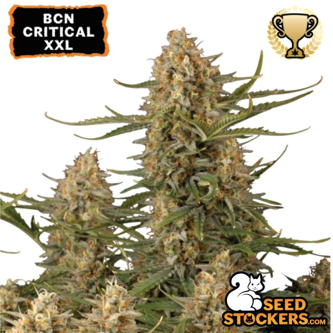 Dichte harzbedeckte Buds der BCN Critical XXL mit orangefarbenen Blütenhaaren und kompaktem, hochwüchsigem Hauptcola