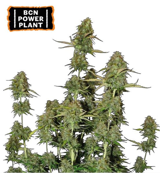 Auto BCN Power Plant Pflanze mit mehreren großen, harzigen Buds und kompakter Blütenstruktur