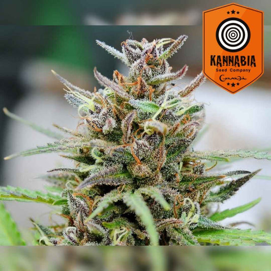 Baby Boom Auto Bud mit dichten Harztrichomen und orangefarbenen Blütenhaaren in voller Blüte