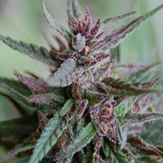 Bahia Black Head Cannabispflanze mit dichten, violett-grünen Blüten und kräftigen Harztrichomen