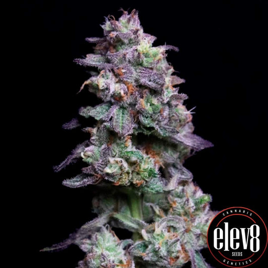 Baked Apple Cherries Bud mit violetten Blüten, dichten Trichomen und orangefarbenen Härchen