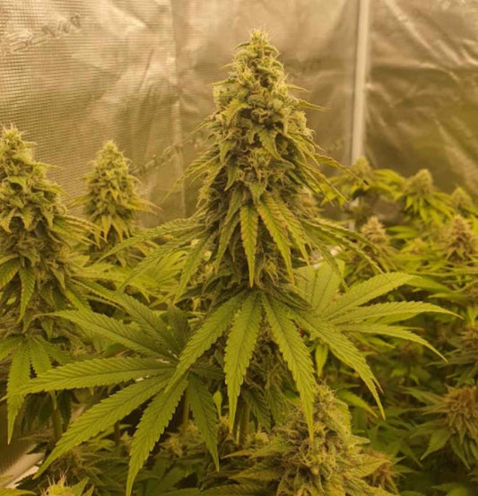 Großer Hauptbud der Sorte Banana Blaze mit dichten Harztrichomen in einem Indoor-Growzelt.