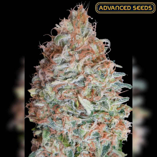 Dichte Banana Cookies Blüte mit orangenen Härchen und glitzernden Harztrichomen