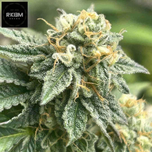 Auto Banana Dessert Blüte mit dichten Trichomen und orangefarbenen Härchen auf kompaktem Bud
