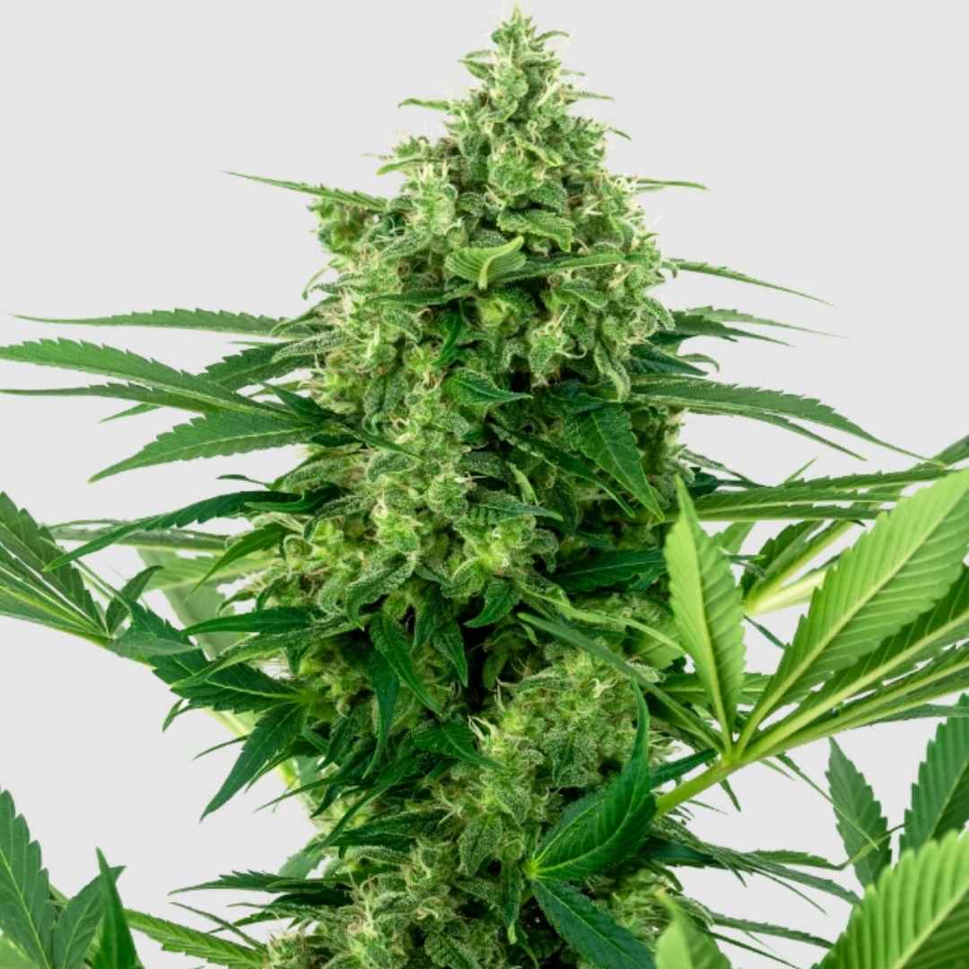 Banana Frosting Cannabis Pflanze mit dichten, harzigen Blüten und kräftigen, grünen Blättern.