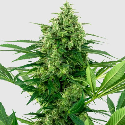 Banana Frosting Cannabis Pflanze mit dichten, harzigen Blüten und kräftigen, grünen Blättern.