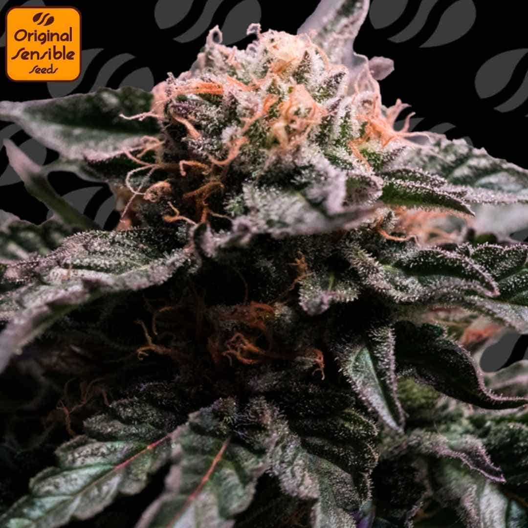 Banana Fumes Blüte mit dichten Trichomen, harzigen Kelchen und orangefarbenen Blütenstempeln