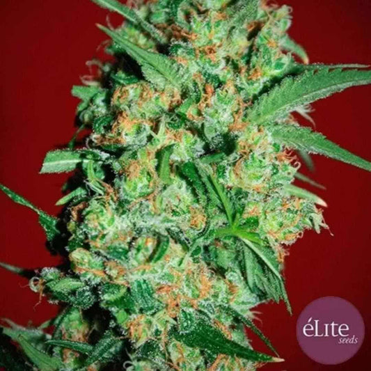 Banana Joint Blüte mit dichten, harzigen Buds und orangefarbenen Härchen