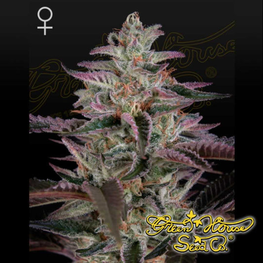 Banana Krumble Cannabispflanze mit dichten, harzigen Blüten, violetten Zuckerblättern und orangefarbenen Blütenstempeln