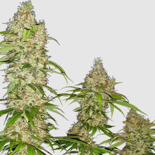 Banana Kush Cake Blütenstände, dicht mit Trichomen bedeckt, hellgrüne Blätter ragen zwischen den dicken Buds hervor