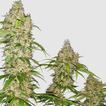 Banana Kush Cake Blütenstände, dicht mit Trichomen bedeckt, hellgrüne Blätter ragen zwischen den dicken Buds hervor