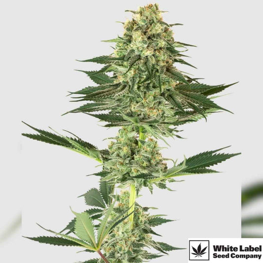 Reife Banana Kush Blüte mit dichten Buds und harzigen Trichomen