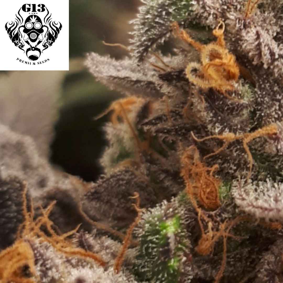 Banana Latte Cannabisblüte im Makro mit dichten Trichomen und orangefarbenen Pistillen