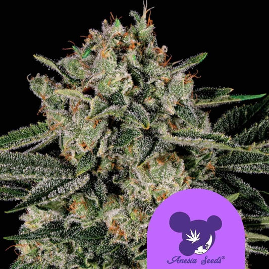 Dichte Banana MAC Blüte mit dicker Harzschicht, leuchtend orangefarbenen Blütenhärchen und satten grünen Blättern