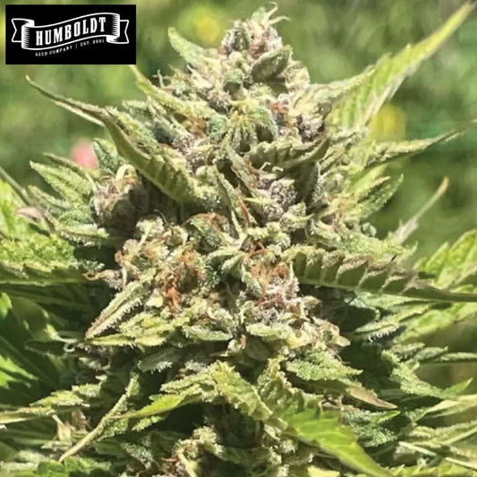 Banana Melt Cannabisblüte mit dichten grünen Buds, harzigen Trichomen und orangefarbenen Härchen